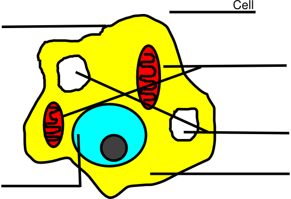 Bacterial Cell Labelled Diagram - ClipArt Best