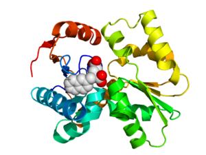 Glutamate racemase