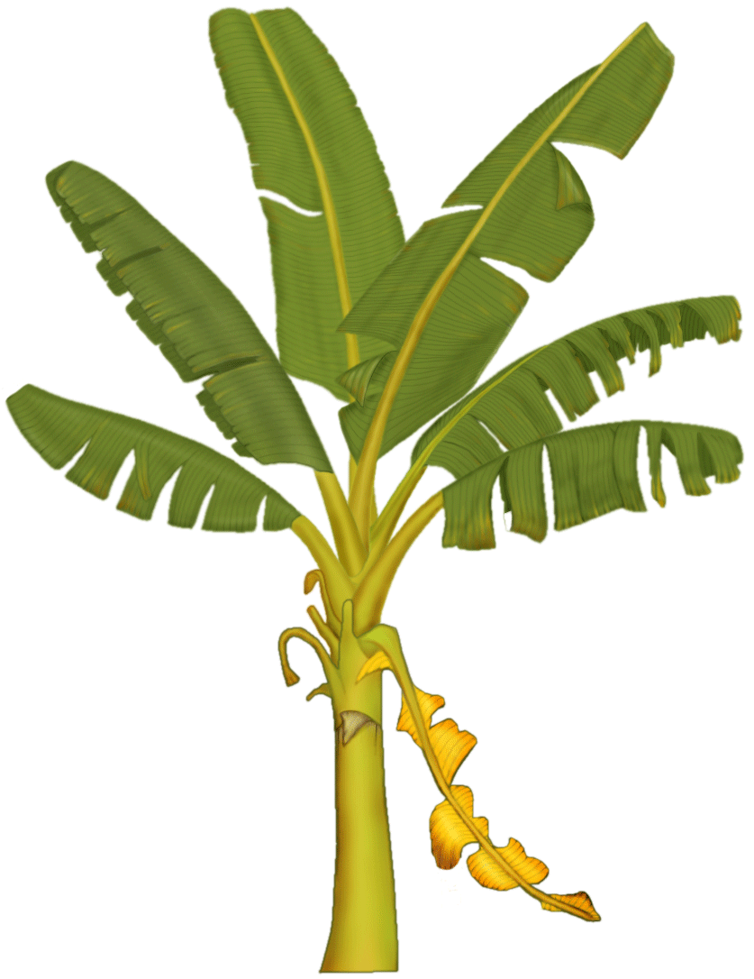 Banana plant clipart
