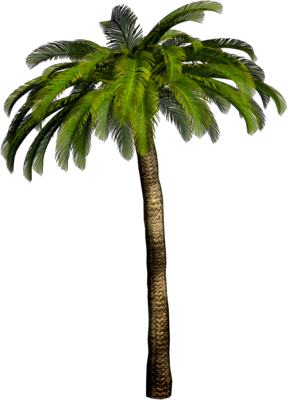 Palm tree PNG images, download free pictures