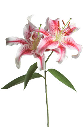 stargazer lily, stargazer lilys, stargazer lilies