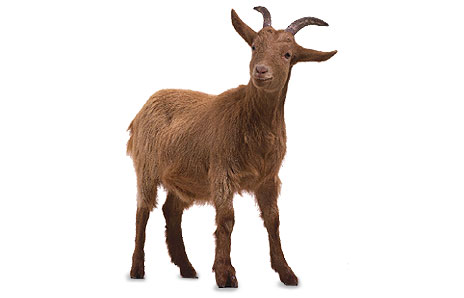 Goat Clip Art Free Download - Free Clipart Images