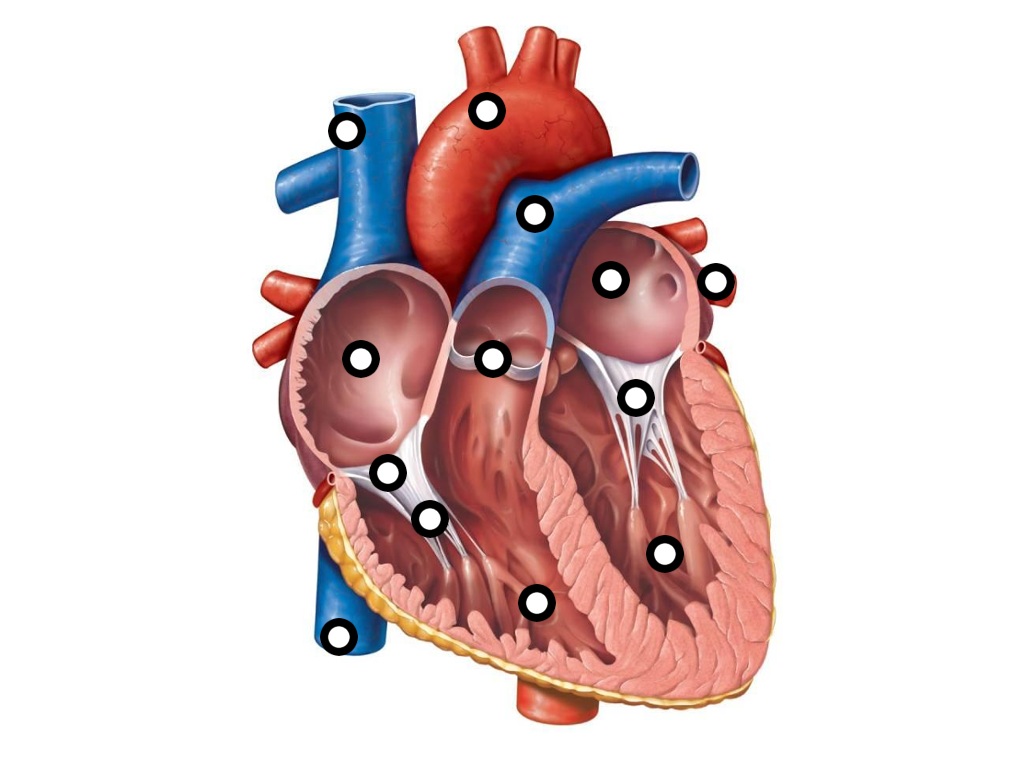 Aorta Carries oxygen rich blood to the body from the left ...