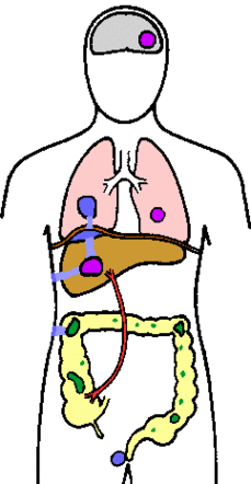 Intestinal Diagram Clipart - Free to use Clip Art Resource