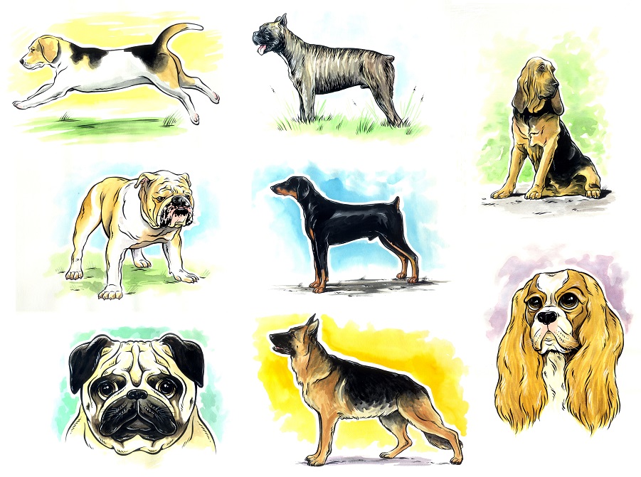Dog Illustrations