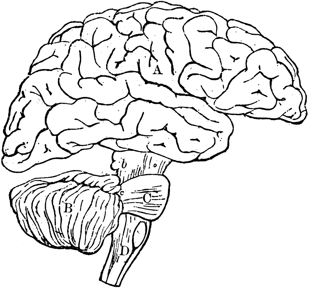 Brain | ClipArt ETC