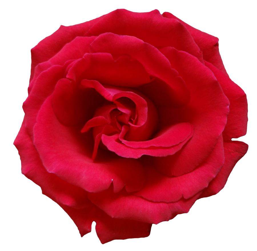 Rose PNG flower images, free download