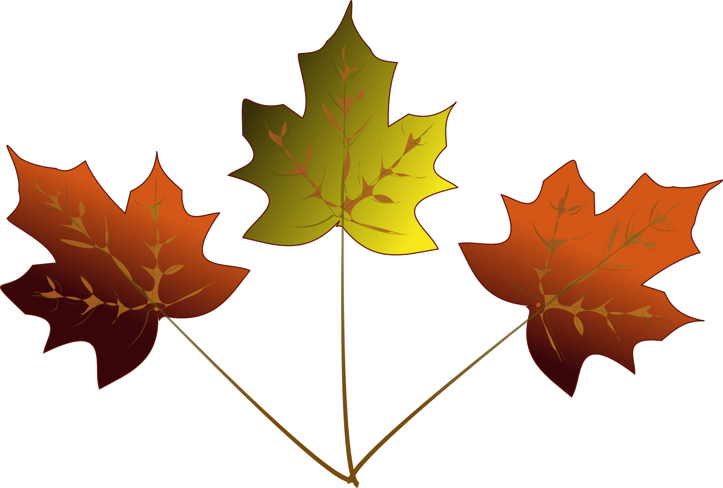 Maple Leaf Drawing - ClipArt Best