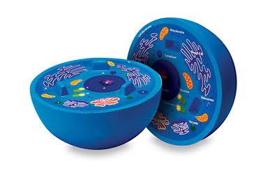 Animal Cell Cross Section Modeljpg