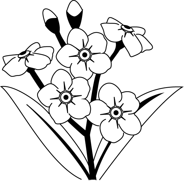 Forget Me Not Drawing - ClipArt Best