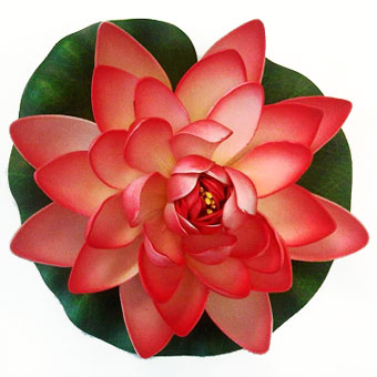 Flowers For > Red Lotus Flower Images