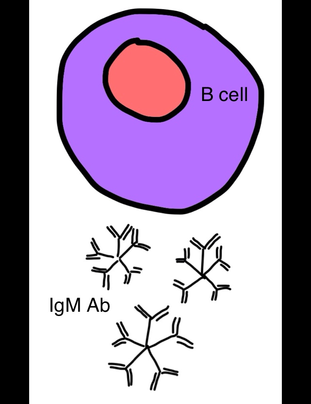 Memory B Cells Cartoon
