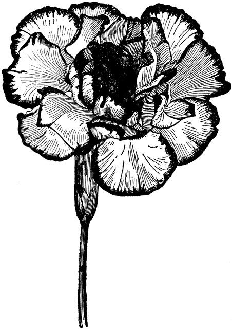Carnation Clip Art