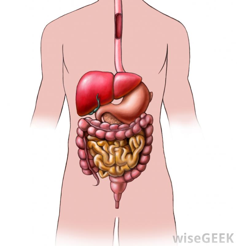 What is an Organ System? (with pictures)