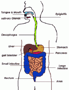 Circulatory System treatment Archives - Simple Health Secrets