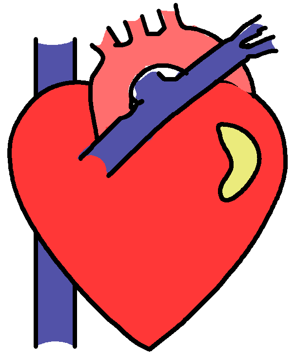 Anatomical Heart Clip Art
