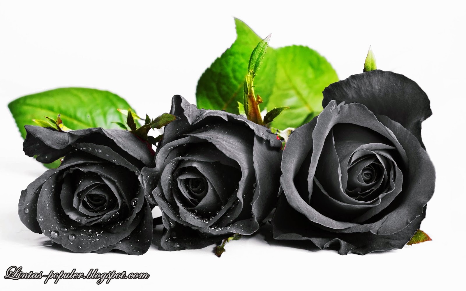 Gambar Wallpaper Bunga Mawar Hitam Cantik | Kata Kata 2017