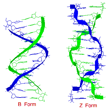 Structural Biochemistry/Nucleic Acid/DNA/DNA structure - Wikibooks ...