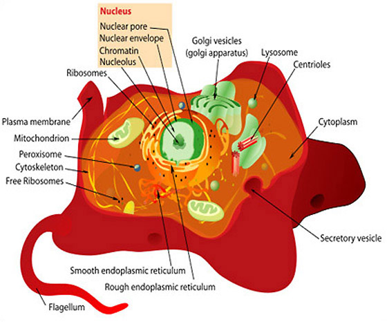 basic animal cell diagram with labels | Suffya Buzz