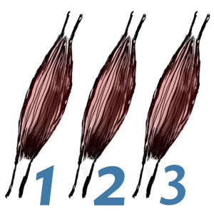 How Many Muscles?