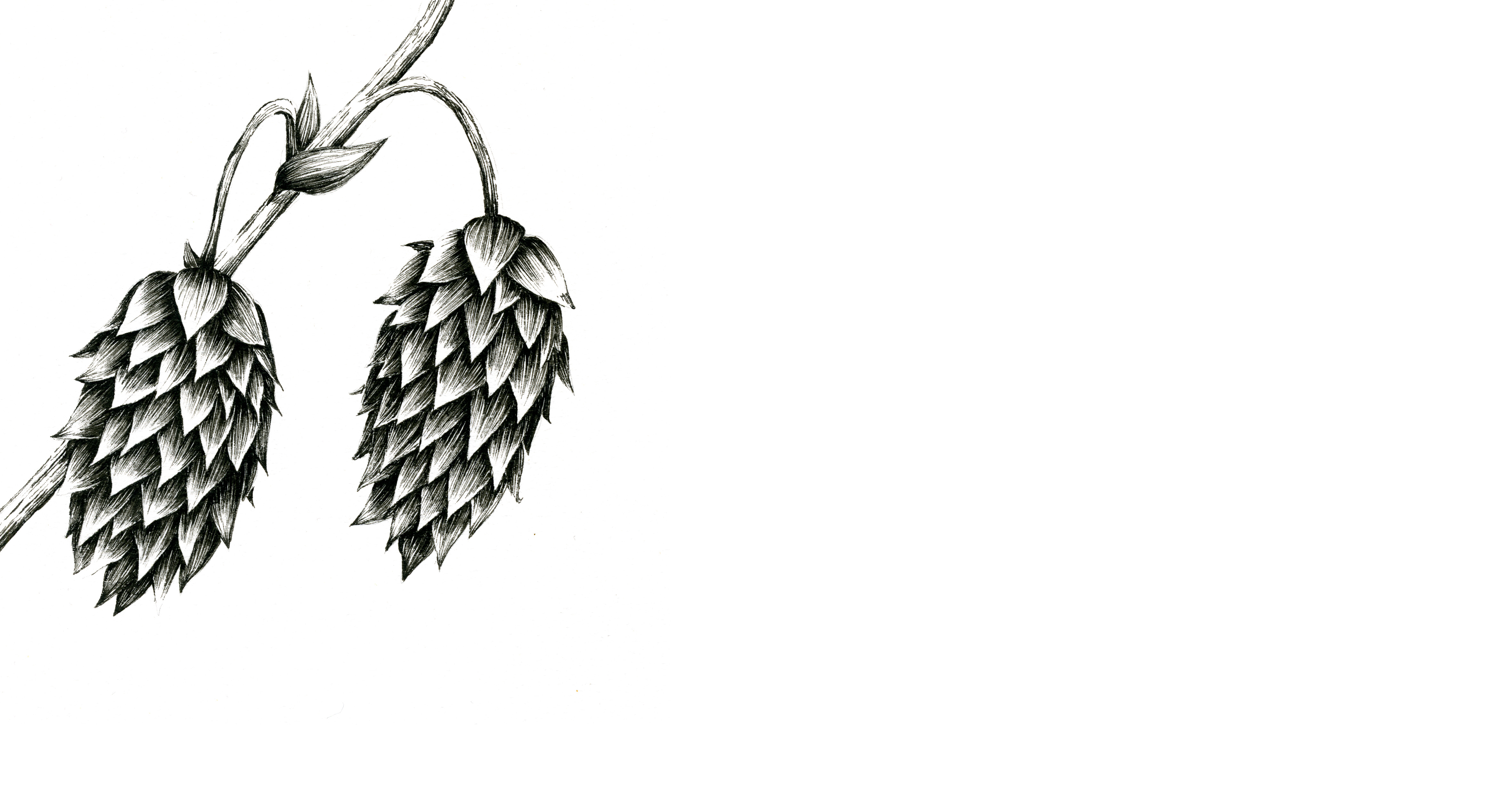 Barley And Hops Vector | Images Guru