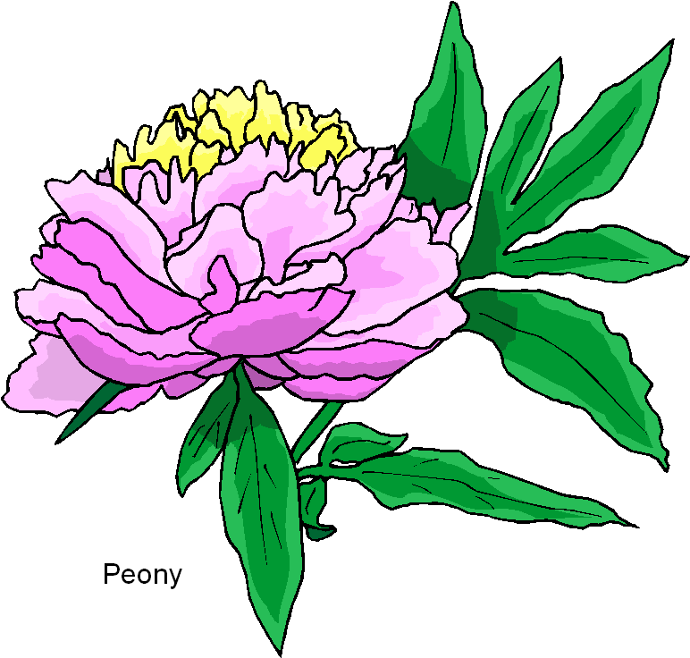Peony Clipart