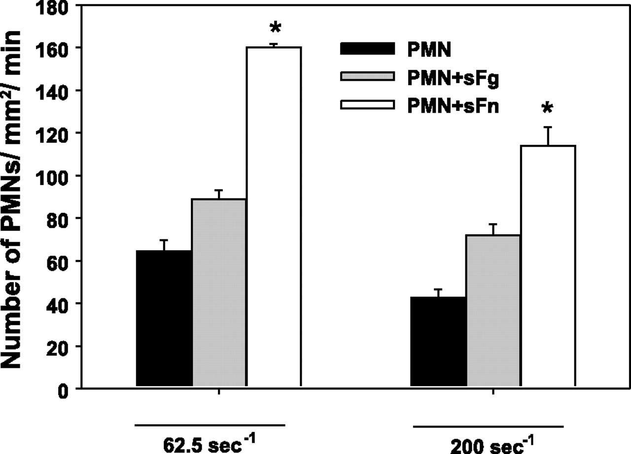 Fibrin serves as a divalent ligand that regulates neutrophil ...