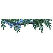 Wall Borders, Wallpaper Borders, Boys & Girls Wall Borders