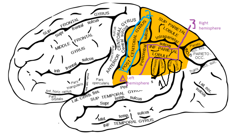 Communication Disorders And Sciences 210 > Fourakis > Flashcards ...
