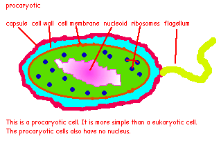 mrswolfgang - Brauer-Woodson Cells