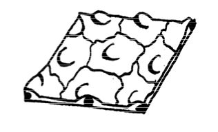 Anatomy and Physiology of Animals/Body Organisation - Wikibooks ...