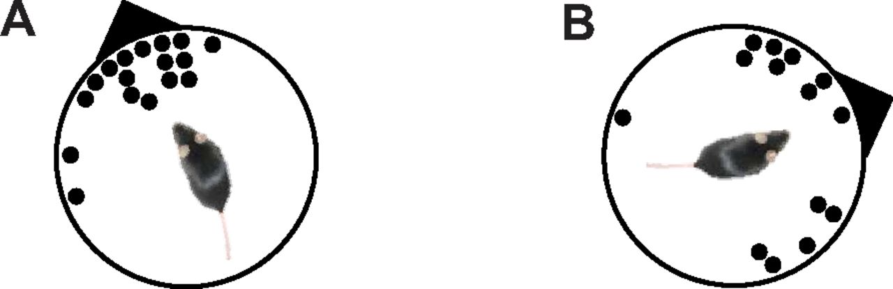 Spontaneous magnetic orientation in larval Drosophila shares ...