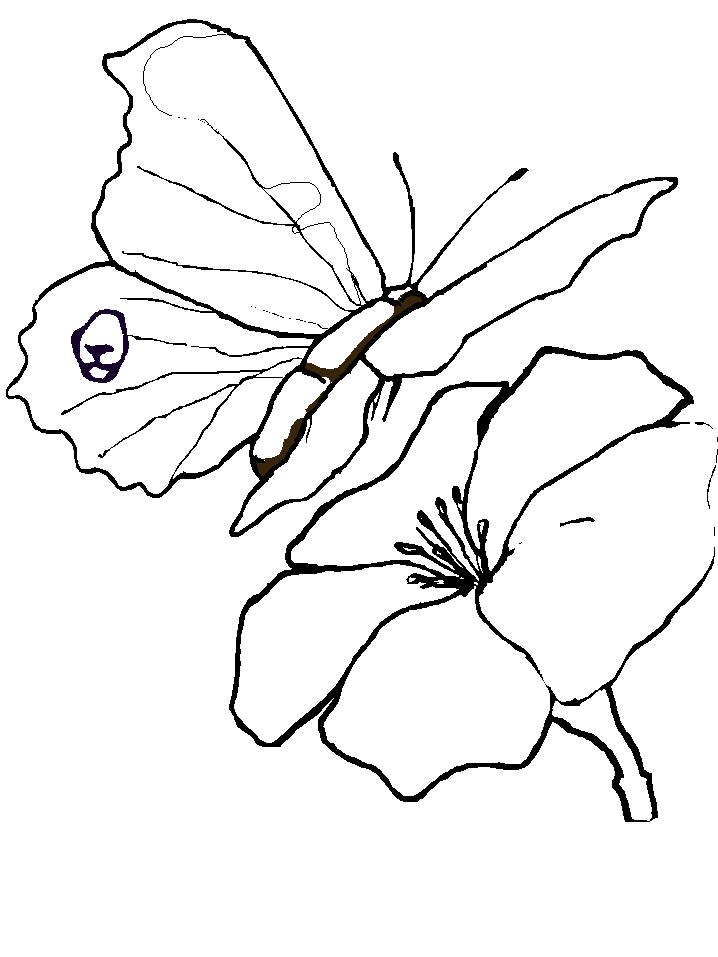 Insects