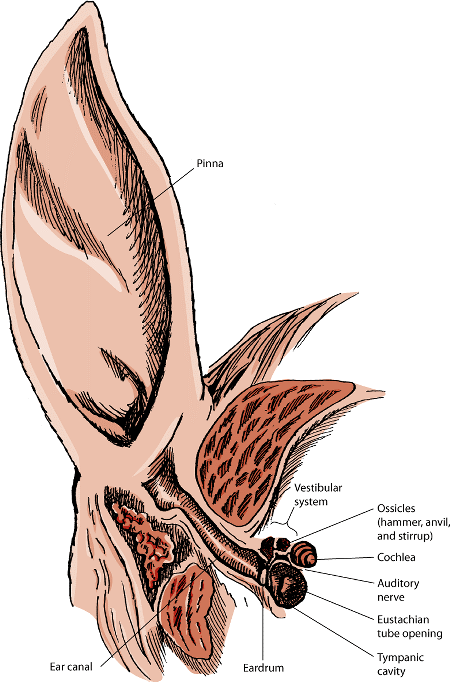 Ear Structure and Function in Horses: Ear Disorders of Horses: The ...