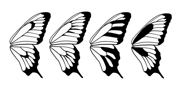 How to Draw Animals: Butterflies, Their Anatomy and Wing Patterns