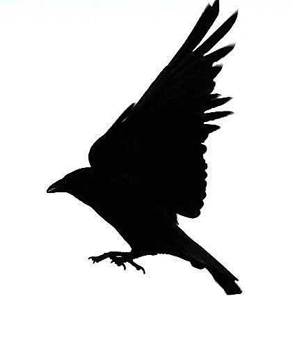 Black bird silhouette flying clipart