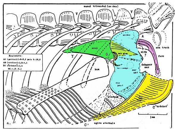 Fenestrasauria | The Pterosaur Heresies | Page 3