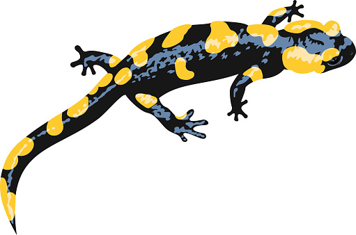 Salamander Clip Art, Vector Images & Illustrations
