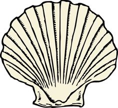 Conch shells, Shells and Art