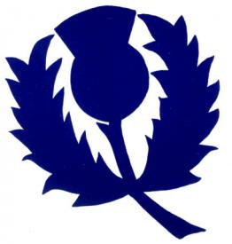 Wild Thistle