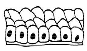 Anatomy and Physiology of Animals/Body Organisation - Wikibooks ...