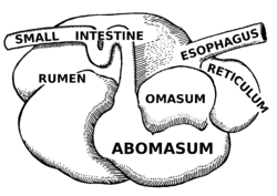 Ruminant - Wikipedia