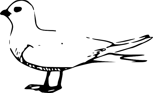 OUTLINE, BIRD, FAIRY, TERN, PIGEON - Public Domain Pictures - Free ...