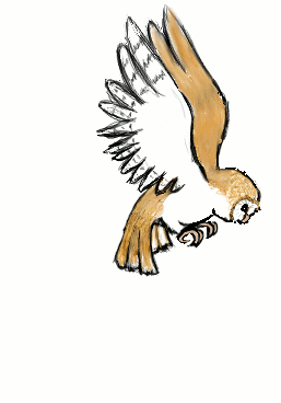 Owl GIF - Find & Share on GIPHY