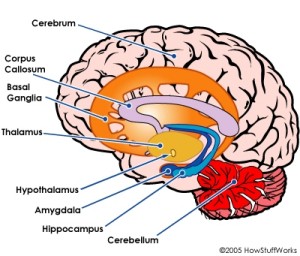 Parts of the Brain - Memory & the Brain - The Human Memory
