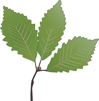 Picture Of Oak Leaves