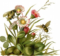 Spring Flowers Png Free | Beautiful Sweet Home