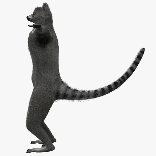 ring tailed lemur ma