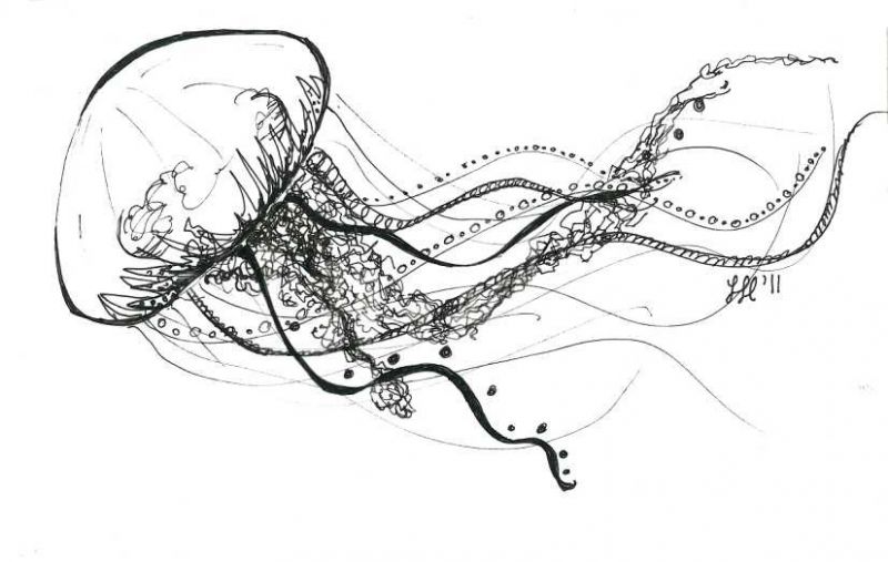 Jellyfish drawing