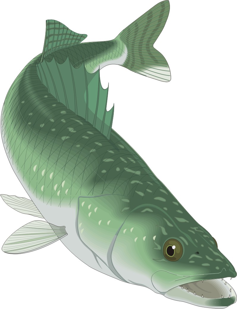 Cartoon Fish | Page 3
